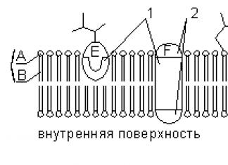 Структура и функции клетки